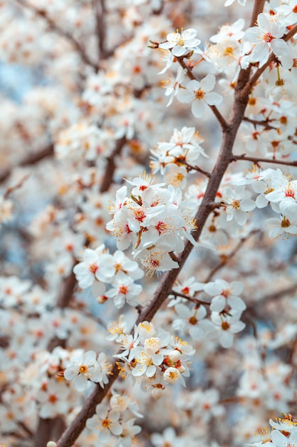 Branche en fleurs de prunes sauvages. Fleurs de prunier sauvage au printemps. Nature