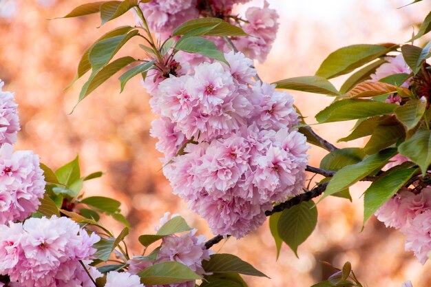 Branche de fleurs roses d'arbre sakura