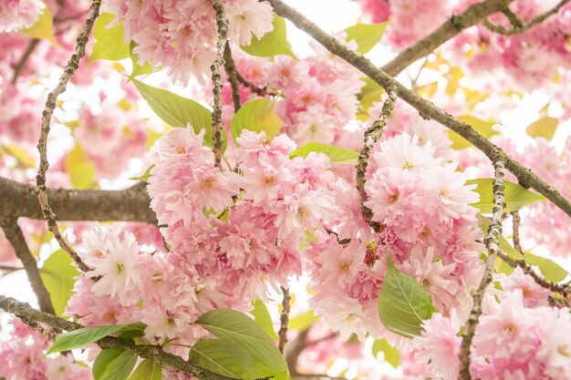 Une branche avec des fleurs de sakura un beau fond de printemps