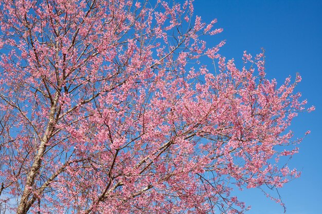 Branche avec fleurs de sakura roses et ciel bleu