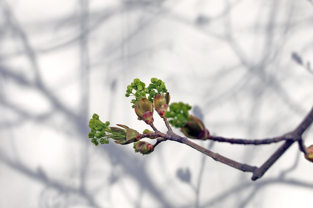 Branche floraison houx érable printemps nature