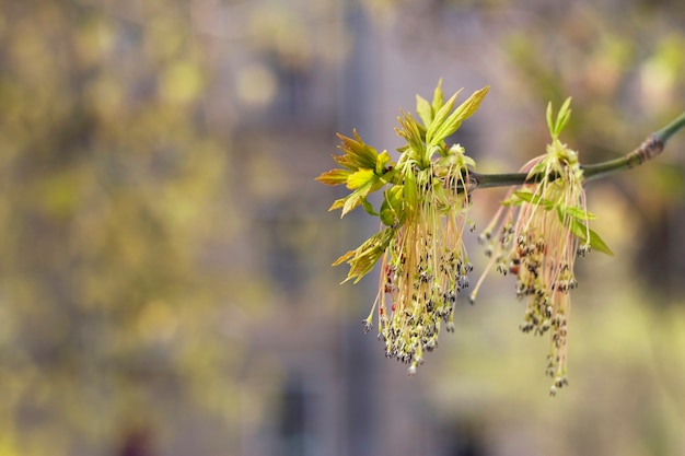 Branche de floraison printanière avec de nouvelles feuilles sur l'arrière-plan flou du bâtiment dans la ville