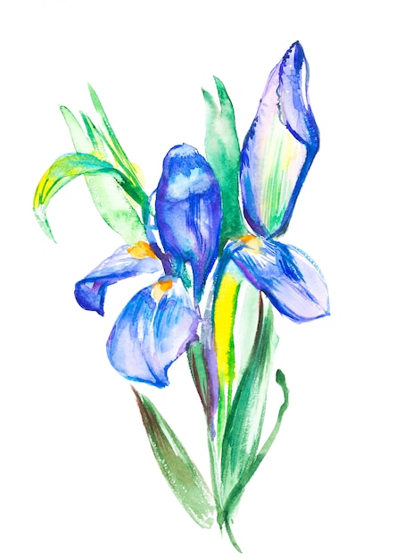 La branche à floraison violette d'Iris. Peinture dessiné à la main aquarelle