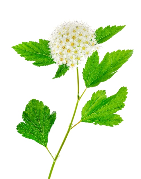 Branche florifère avec inflorescence moelleuse blanche, isolée sur blanc.