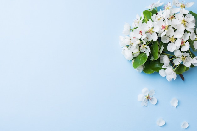 Branche florifère de printemps sur fond bleu