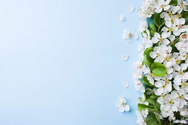 Branche florifère de printemps sur fond bleu