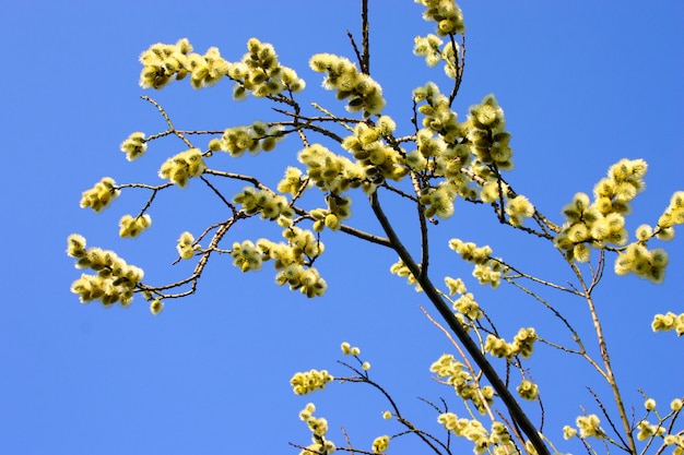 Branche florifère