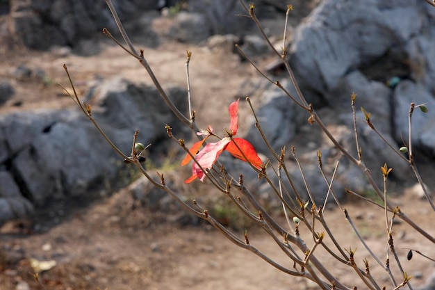 une branche avec un fond rocheux