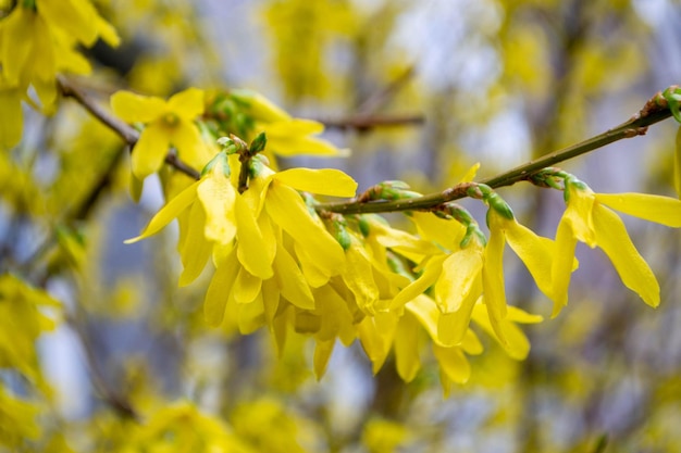 Une branche d'un forsythia à fleurs jaunes.