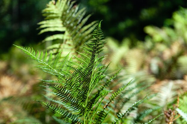 Branche de fougère verte en gros plan, feuilles de feuillage frais au soleil