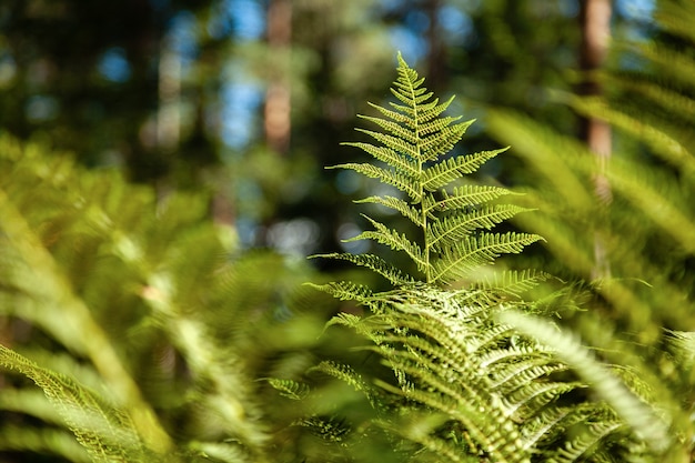 Branche de fougère verte en gros plan, feuilles de feuillage frais au soleil