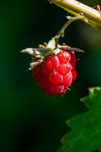 une branche de framboise mûre dans un jardin