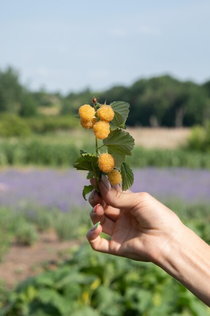 Une branche de framboises jaunes dans la main sur le fond du champ