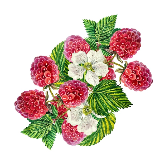 Une branche de framboises juteuses mûres avec des feuilles et des fleurs de baies, illustration aquarelle