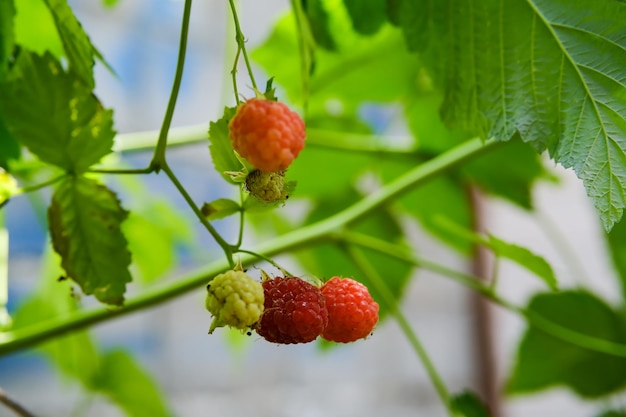 Branche de framboises mûres dans le jardin Baies sucrées rouges qui poussent sur le framboisier dans le jardin fruitier