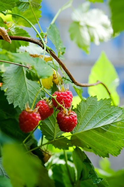 Branche de framboises mûres dans le jardin Baies sucrées rouges qui poussent sur le framboisier dans le jardin fruitier