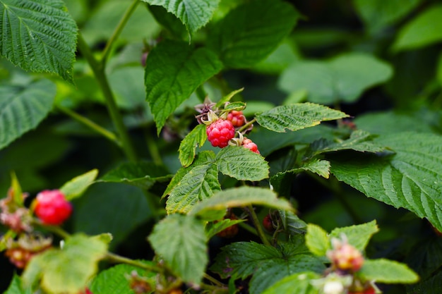 Branche de framboises mûres dans le jardin