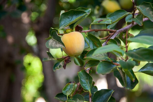 Une branche avec des fruits de kaki non mûrs dans un feuillage dense dans le jardin