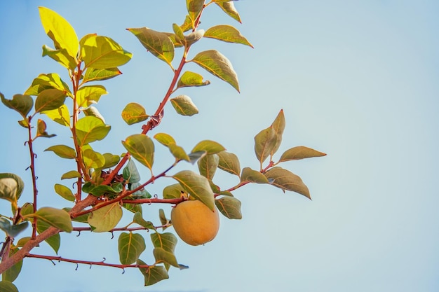 Une branche avec des fruits de kaki non mûrs dans le jardin