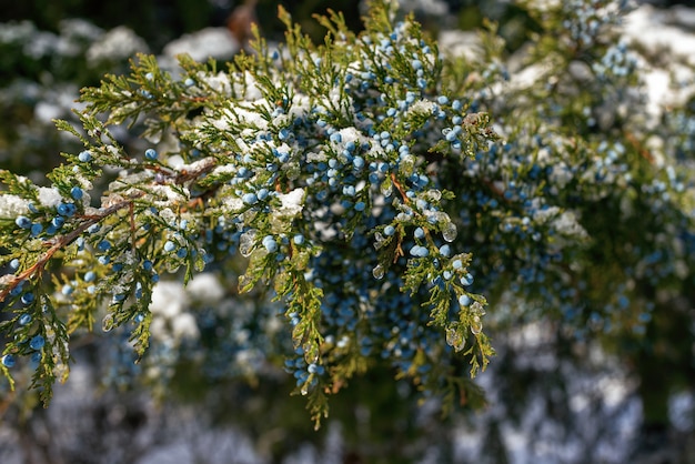 Branche de genévrier de neige d'hiver sur un gros plan de fond blanc. Juniperus communis avec des baies couvertes de neige.