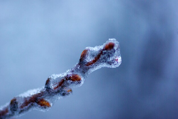 Branche avec de la glace