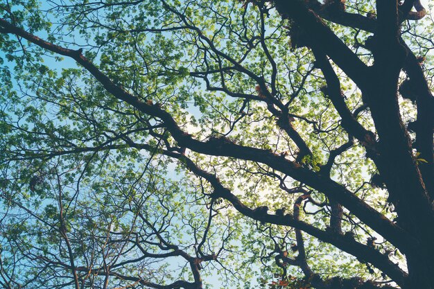 Branche de grand arbre en automne