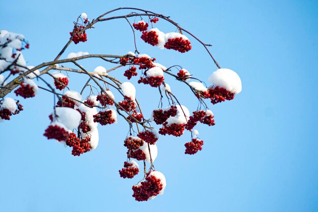 Branche avec des grappes de rowan couvertes de bouchons de neige après de fortes chutes de neige le jour glacial. Mise au point sélective