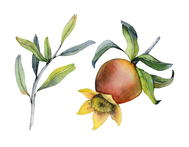 Branche de grenade aquarelle avec feuilles et illustration botanique de fleurs ensemble isolé sur blanc