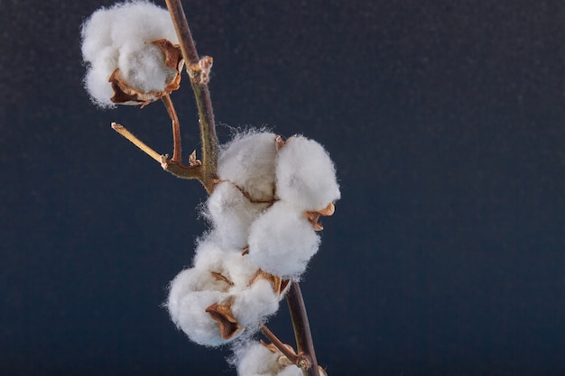 Branche de gros plan de fleur de coton mûr isolé sur fond noir