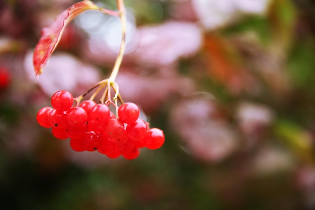 Branche de gros plan de viorne rouge