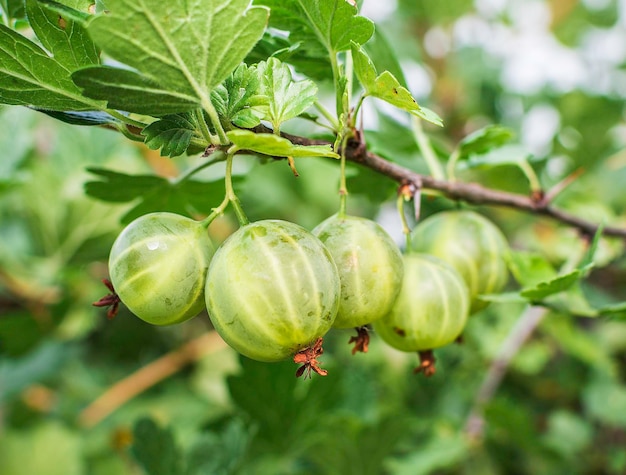 Branche de groseille dans le jardin