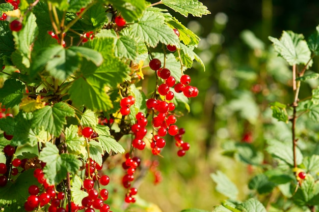 Branche de groseille rouge mûre dans un jardin sur fond vert