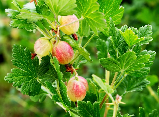 Branche de groseilles aux fruits