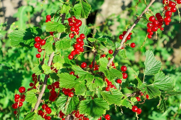 Branche de groseilles rouges avec des baies et des feuilles vertes