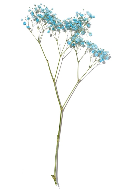 Branche de gypsophile avec des fleurs bleues sur une vue de dessus de fond blanc