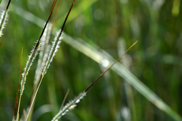 Branche d'herbe avec des feuilles et de belles fleurs de printemps