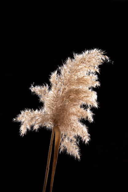 Branche d'herbe de pampa sèche en gros plan sur fond noir Fleurs beiges plus moelleuses au soleil à l'intérieur