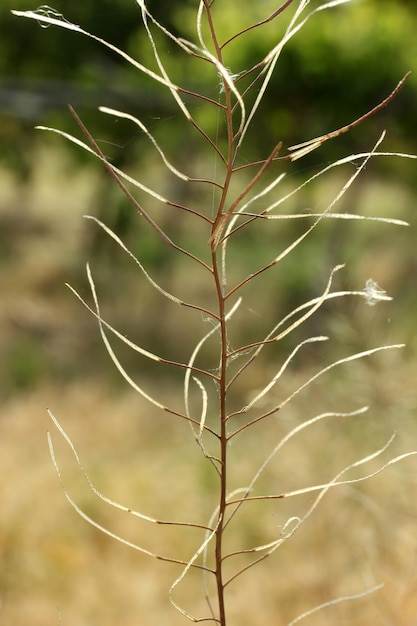 Une branche d'herbe sèche