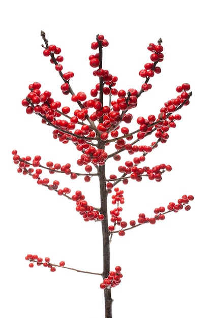 Une branche d'ilex rouge avec des baies sur un fond blanc.