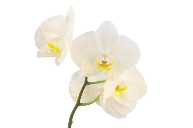une branche avec une inflorescence d'isolat d'orchidée blanche