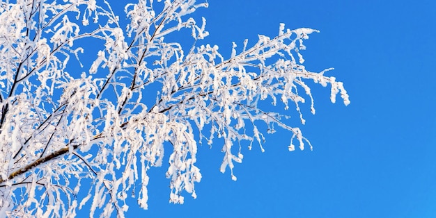 la branche isolée d'un arbre est recouverte de neige blanche et de givre brillant contre le ciel bleu