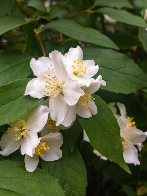 Branche de jasmin Philadelphus mockorange à fleurs blanches