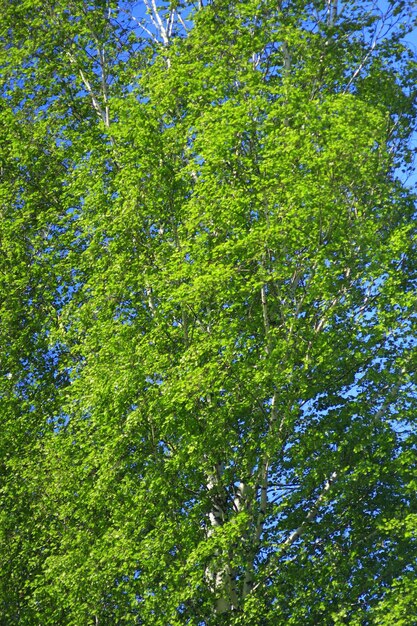 branche jeune et verte de bouleaux au printemps