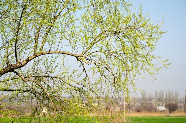 Branche avec de jeunes feuilles sur le fond d'une ferme