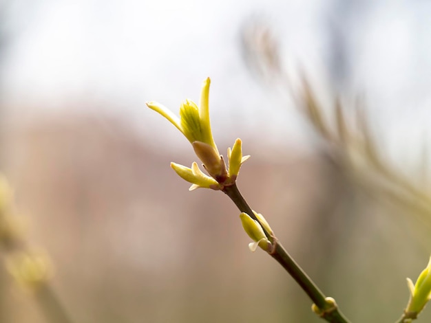 Une branche avec de jeunes feuilles en gros plan Le concept de l'arrivée du renouvellement du printemps nouvelle vie