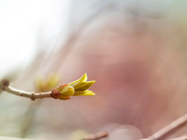 Une branche avec de jeunes feuilles en gros plan Le concept de l'arrivée du renouvellement du printemps nouvelle vie