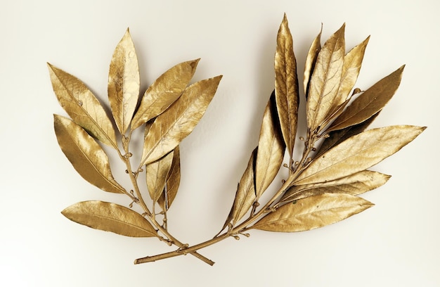 Branche de laurier doré isolé sur fond blanc macro gros plan. Feuilles de laurier d'or. Symbole victoire