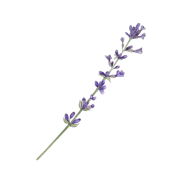 Photo branche de lavande avec des fleurs violettes sur fond blanc illustration aquarelle d'herbes de fleurs collection à la française bouquet provençal convient pour les invitations de conception mariages vacances