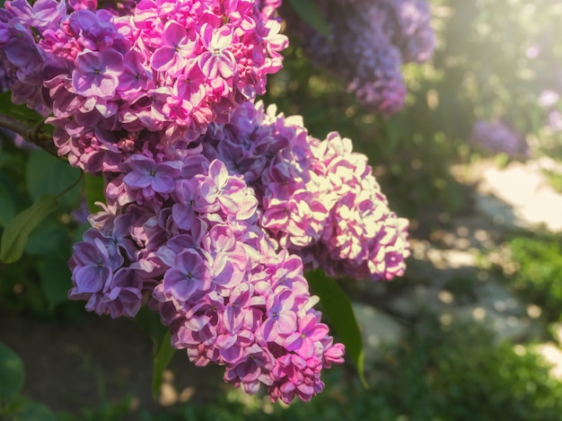 Branche lilas au soleil. Fond floral de printemps.