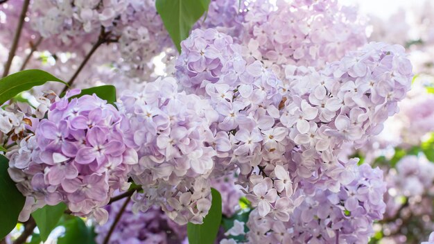 Branche lilas clair de couleur violette douce